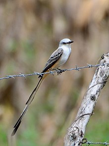 Tyrannus Forficatus Colima.jpg