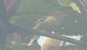 Ĉokoa vireo