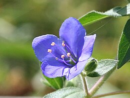 Hydrolea spinosa