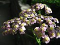 Achillea sp. (heads in a corymb)