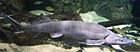 Siberian sturgeon