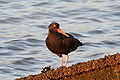 American Black Oystercatcher