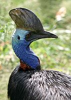 Southern Cassowary