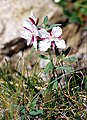 Epilobium latifolium