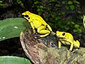 Phyllobates terribilis