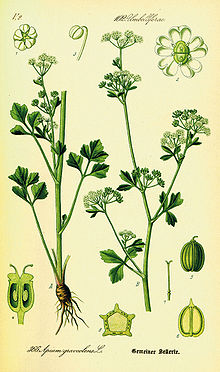 Illustration Apium graveolens0.jpg