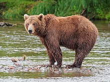 Ours brun du Kamchatka près de Dvuhyurtochnoe en 2015.