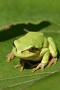 Petite grenouille verte sur une feuille.