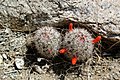 Mammillaria tetrancistra au sud de la Californie