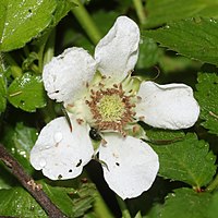 花弁が5個の白い花をつける