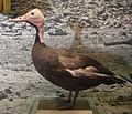 Thumbnail for Pink-headed duck