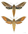 Xylophanes tersa