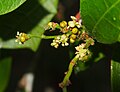 Květenství Alchornea ilicifolia