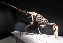 Alioramus Te Papa.jpg