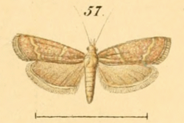 Ancylosoma substratellum