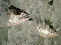 Fish packed in ice.