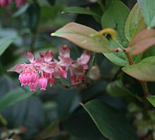 Gaultheria erecta 1.jpg