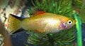 Gold Twin Bar Platy