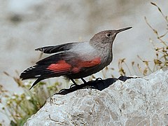 Un Tichodrome échelette (Tichodroma muraria).