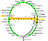 แผนผังเส้นทางรถไฟสายยะมะโนะเตะ