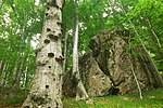 Beech forest