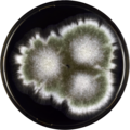 Aspergillus pseudoglaucus growing on YES plate