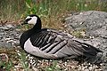 Ganso sangano (Branta leucopsis) En Wikimedia Commons: Ganso sangano