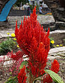 Celosia argentea merah