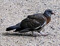 Junge Ringeltaube (Columba palumbus)