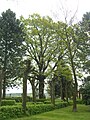 Gedenkeiche Stieleiche auf dem Friedhof in Dittelsdorf