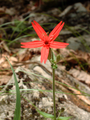 Silene virginica (Fire Pink)