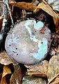 Russula cyanoxantha goitik ikusita.