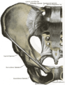 Joints of the pelvis. Anterior view.