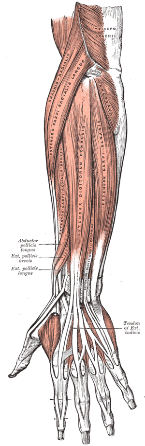 Musculi antebracchii, musculus extensor carpi ulnaris ad dexteram