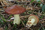 Thumbnail for Suillus granulatus