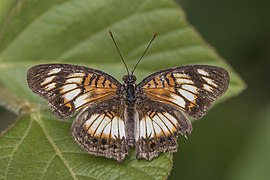 Female J. s. sophia white form Ghana