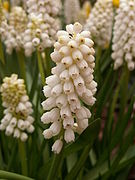 Muscari botryoides ‘album’