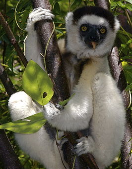 Verreauxsifaka