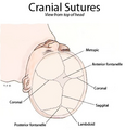 Cranial sutures shown from top of head.