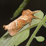 Triodia sylvina – seitlich