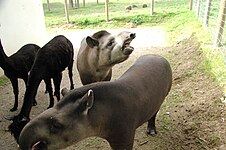 Alpagas et tapirs