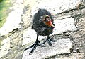 Coot chick, Battersea Park, London