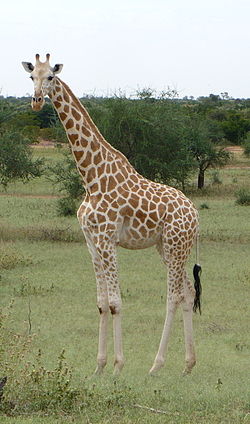 Ziemeļu žirafe (Giraffa camelopardalis)