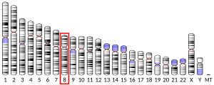 Chromosome 8 (human)