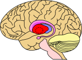 Lentiform nucleus