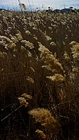 Carrizo (Phragmites australis).