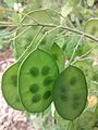 Placentae in lunaria secundum margines fructus iacent, ubi duo carpella funduntur (quod in fructu biloculari est placentatio parietalis).