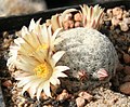 Mammillaria solisioides