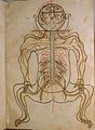 Image 9A coloured illustration from Mansur's Anatomy, c. 1450 (from Science in the medieval Islamic world)