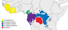 Distribución del chimpancé y del bonobo.